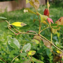 Rose rosette emaravirus
