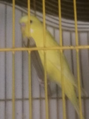 Melopsittacus