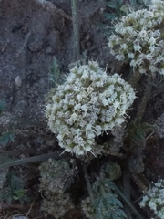 Cymopterus glomeratus