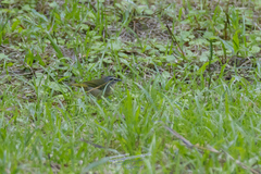 Myiothlypis rivularis