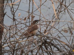 Cantorchilus superciliaris