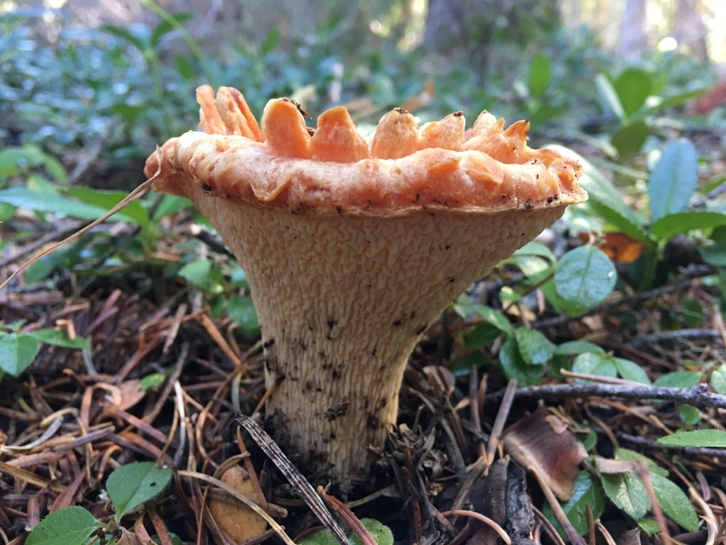 Turbinellus