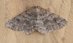 Melanolophia imitata