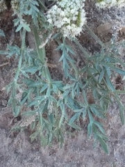 Cymopterus glomeratus