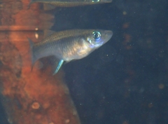 Gambusia rhizophorae