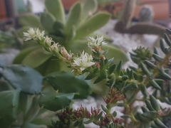Sedum