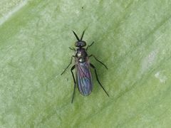 Rhaphium
