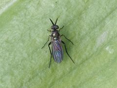 Rhaphium