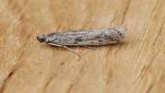 Homoeosoma stypticella
