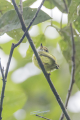 Myiornis auricularis