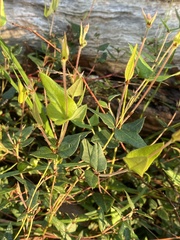 Platylobium obtusangulum