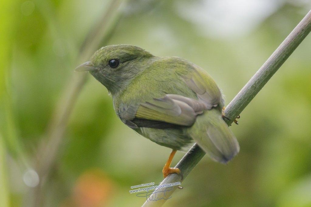 White-Bearded Manakin
