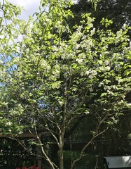 Cornus florida