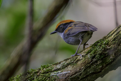 Conopophaga melanops