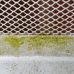 Desmococcus