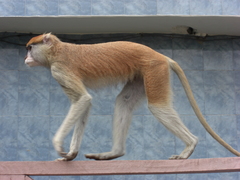 Patas Monkey photo 2