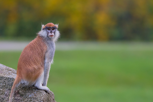 Patas Monkey