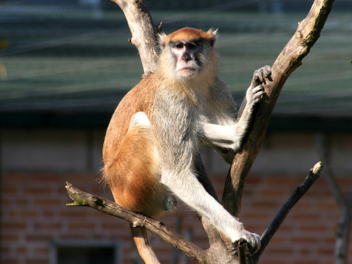 Patas Monkey
