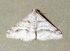Digrammia pallorata