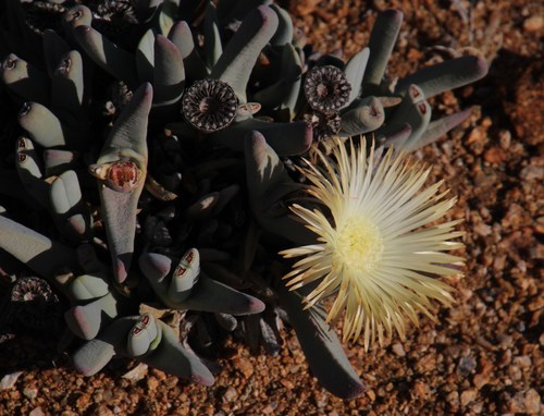 Mesembryanthemum candidissimum (Haw.) N.E.Br. 4