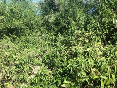 Vallesia glabra