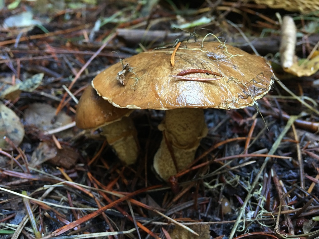 Suillus subolivaceus