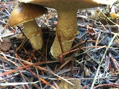 Suillus subolivaceus