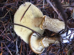 Suillus subolivaceus
