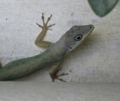 Anolis aeneus