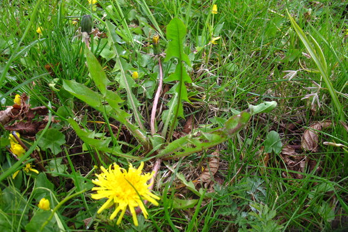 acute-leaved dandelion (Taraxacum acutifrons)
