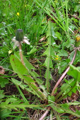 Taraxacum acutifrons