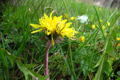 Taraxacum acutifrons