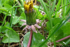 Taraxacum acutifrons
