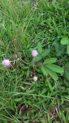 Mimosa pudica