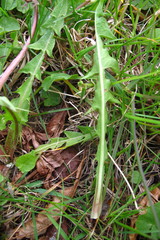 Taraxacum acutifrons