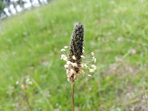 Plantago lanceolata image