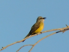 Tyrannus melancholicus