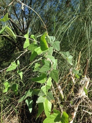 Macroptilium atropurpureum