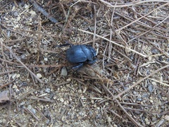 Scarabaeus cicatricosus