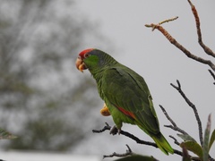 Amazona viridigenalis
