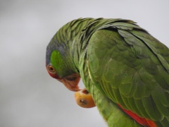 Amazona viridigenalis