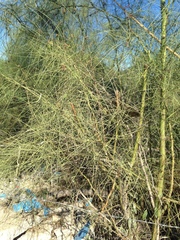 Parkinsonia aculeata
