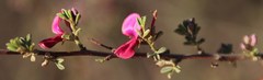 Indigofera spinescens