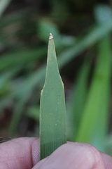 Lomandra spicata