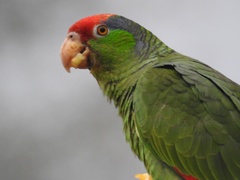 Amazona viridigenalis