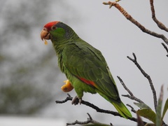 Amazona viridigenalis