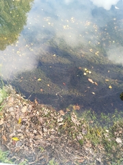 Lagarosiphon ilicifolius