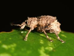 Chalepistes costifer