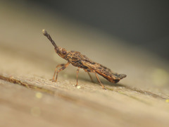 Aradus depressus