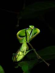 Choeradodis strumaria